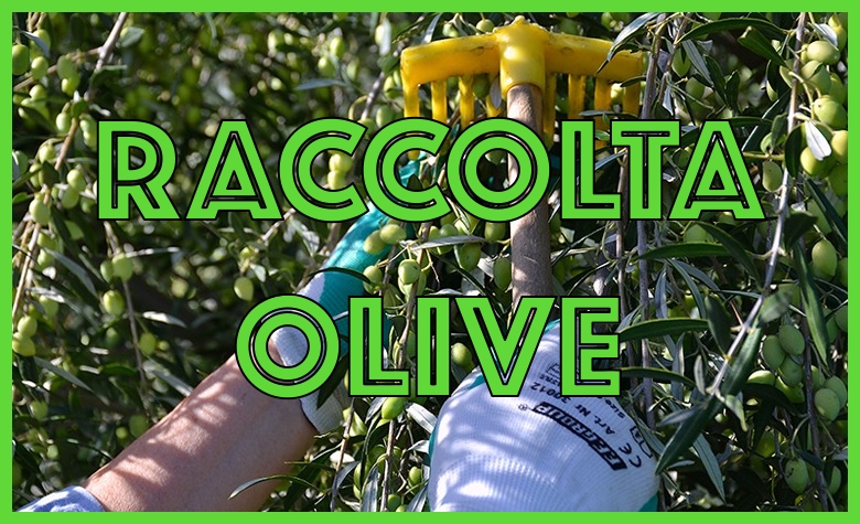 Raccolta olive